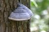 <img100*0:stuff/z/169023/Mushroom%2520Stock.1/i1277154505_2.jpg>