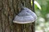 <img100*0:stuff/z/169023/Mushroom%2520Stock.1/i1277154505_3.jpg>