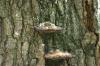 <img100*0:stuff/z/169023/Mushroom%2520Stock.1/i1277154505_4.jpg>
