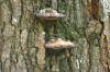 <img100*0:stuff/z/169023/Mushroom%2520Stock.1/i1277154505_5.jpg>