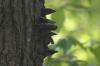 <img100*0:stuff/z/169023/Mushroom%2520Stock.1/i1277154505_6.jpg>