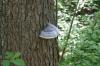 <img100*0:stuff/z/169023/Mushroom%2520Stock.1/i1277154505_7.jpg>