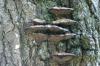 <img100*0:stuff/z/169023/Mushroom%2520Stock.1/i1277154506_10.jpg>