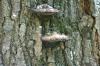<img100*0:stuff/z/169023/Mushroom%2520Stock.1/i1277154506_11.jpg>