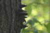 <img100*0:stuff/z/169023/Mushroom%2520Stock.1/i1277154506_12.jpg>