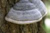 <img100*0:stuff/z/169023/Mushroom%2520Stock.1/i1277154506_13.jpg>