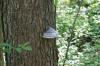 <img100*0:stuff/z/169023/Mushroom%2520Stock.1/i1277154506_14.jpg>
