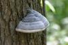 <img100*0:stuff/z/169023/Mushroom%2520Stock.1/i1277154506_15.jpg>