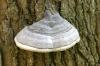 <img100*0:stuff/z/169023/Mushroom%2520Stock.1/i1277154506_16.jpg>