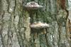<img100*0:stuff/z/169023/Mushroom%2520Stock.1/i1277154506_17.jpg>