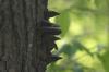 <img100*0:stuff/z/169023/Mushroom%2520Stock.1/i1277154506_18.jpg>