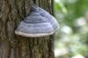 <img100*0:stuff/z/169023/Mushroom%2520Stock.1/i1277154506_8.jpg>