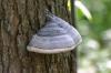 <img100*0:stuff/z/169023/Mushroom%2520Stock.1/i1277154506_9.jpg>