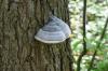 <img100*0:stuff/z/169023/Mushroom%2520Stock.1/i1277154507_19.jpg>