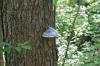 <img100*0:stuff/z/169023/Mushroom%2520Stock.1/i1277154507_20.jpg>