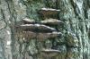 <img100*0:stuff/z/169023/Mushroom%2520Stock.1/i1277154507_21.jpg>
