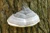 <img100*0:stuff/z/169023/Mushroom%2520Stock.1/i1277154507_22.jpg>