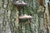 <img100*0:stuff/z/169023/Mushroom%2520Stock.1/i1277154507_23.jpg>