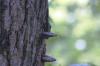 <img100*0:stuff/z/169023/Mushroom%2520Stock.1/i1277154507_24.jpg>