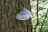 <img100*0:stuff/z/169023/Mushroom%2520Stock.1/i1277154507_25.jpg>