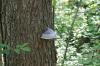 <img100*0:stuff/z/169023/Mushroom%2520Stock.1/i1277154507_26.jpg>