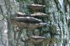 <img100*0:stuff/z/169023/Mushroom%2520Stock.1/i1277154507_27.jpg>