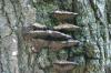 <img100*0:stuff/z/169023/Mushroom%2520Stock.1/i1277154507_29.jpg>