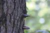 <img100*0:stuff/z/169023/Mushroom%2520Stock.1/i1277154508_30.jpg>