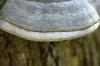 <img100*0:stuff/z/169023/Mushroom%2520Stock.1/i1277154508_31.jpg>