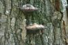 <img100*0:stuff/z/169023/Mushroom%2520Stock.1/i1277154508_33.jpg>