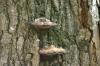 <img100*0:stuff/z/169023/Mushroom%2520Stock.1/i1277154508_34.jpg>