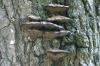 <img100*0:stuff/z/169023/Mushroom%2520Stock.1/i1277154508_35.jpg>