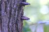 <img100*0:stuff/z/169023/Mushroom%2520Stock.1/i1277154508_36.jpg>