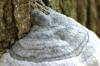 <img100*0:stuff/z/169023/Mushroom%2520Stock.1/i1277154508_37.jpg>