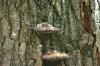 <img100*0:stuff/z/169023/Mushroom%2520Stock.1/i1277154508_39.jpg>