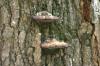 <img100*0:stuff/z/169023/Mushroom%2520Stock.1/i1277154508_40.jpg>