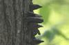 <img100*0:stuff/z/169023/Mushroom%2520Stock.1/i1277154509_41.jpg>