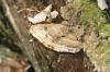 <img100*0:stuff/z/169023/Mushroom%2520Stock/i1256080237_1.jpg>