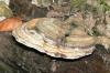 <img100*0:stuff/z/169023/Mushroom%2520Stock/i1256080237_2.jpg>