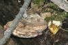 <img100*0:stuff/z/169023/Mushroom%2520Stock/i1256080237_3.jpg>
