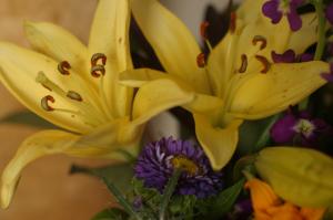 <img300*0:stuff/z/169023/Nio%2527s%2520Assorted%2520Flowers/i1304371515_2.jpg>