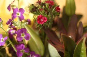 <img300*0:stuff/z/169023/Nio%2527s%2520Assorted%2520Flowers/i1304371515_5.jpg>