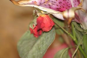<img300*0:stuff/z/169023/Nio%2527s%2520Assorted%2520Flowers/i1304371516_10.jpg>