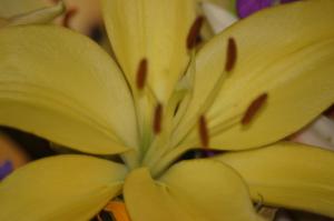 <img300*0:stuff/z/169023/Nio%2527s%2520Assorted%2520Flowers/i1304371516_12.jpg>