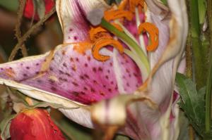 <img300*0:stuff/z/169023/Nio%2527s%2520Assorted%2520Flowers/i1304371516_13.jpg>