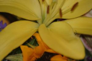 <img300*0:stuff/z/169023/Nio%2527s%2520Assorted%2520Flowers/i1304371516_15.jpg>