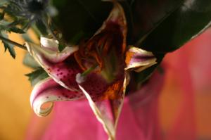 <img300*0:stuff/z/169023/Nio%2527s%2520Assorted%2520Flowers/i1304371516_8.jpg>