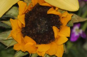 <img300*0:stuff/z/169023/Nio%2527s%2520Assorted%2520Flowers/i1304371516_9.jpg>
