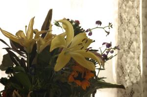<img300*0:stuff/z/169023/Nio%2527s%2520Assorted%2520Flowers/i1304371517_19.jpg>
