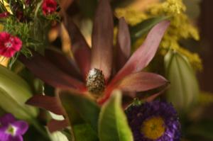 <img300*0:stuff/z/169023/Nio%2527s%2520Assorted%2520Flowers/i1304371517_20.jpg>